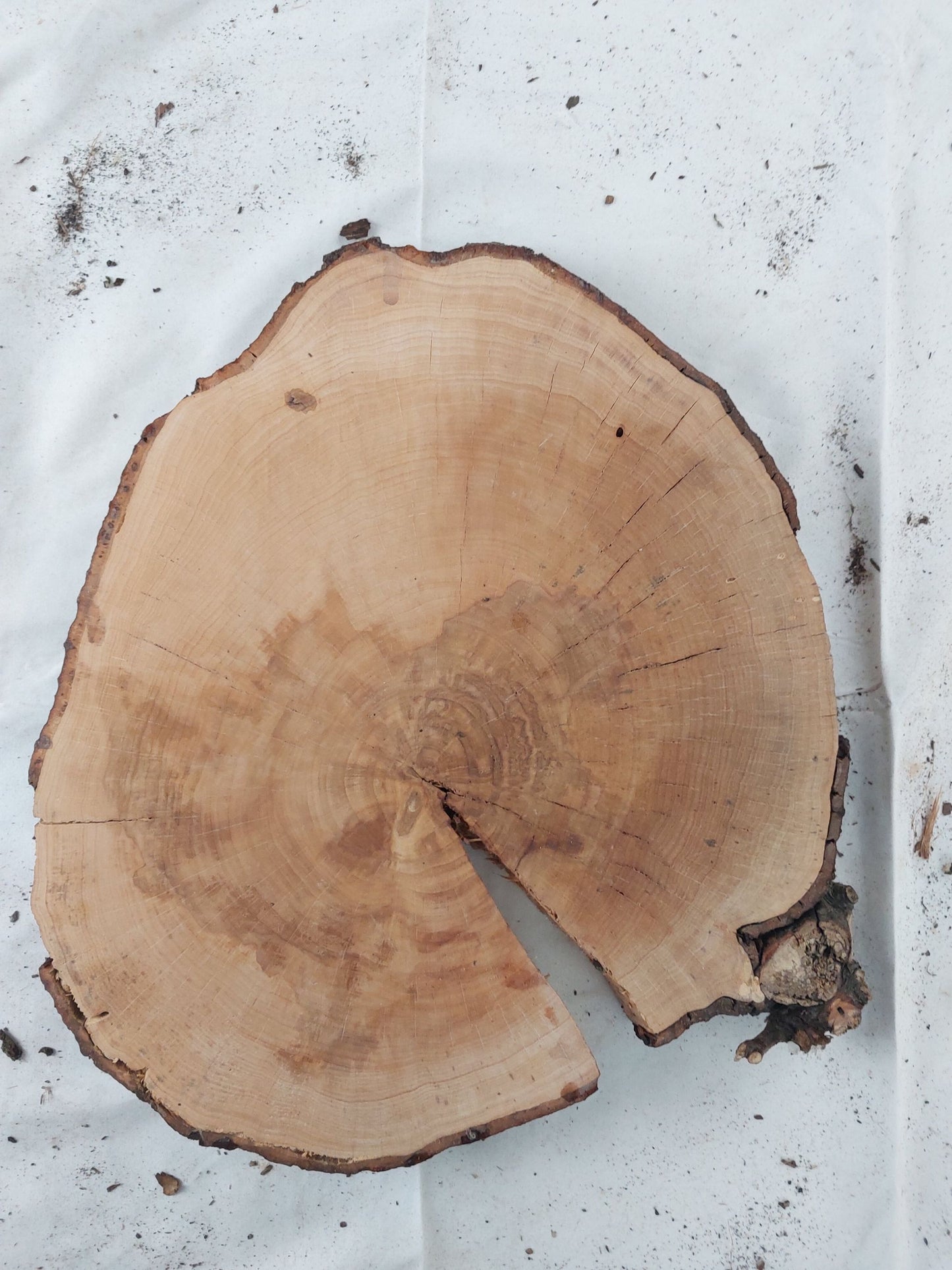 Elsbeere, Baumscheibe (139) Schneidebrett für hochwertige Messer Damast Beistelltisch Baumkante Rinde Masssivholz Epoxy Epoxid Projekt Rarität