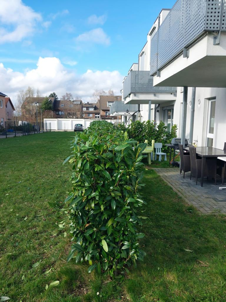 Shrub and hedge trimming