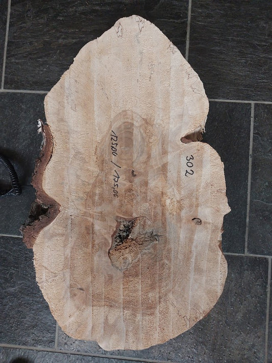 Baumscheibe Birke, Exemplar 302