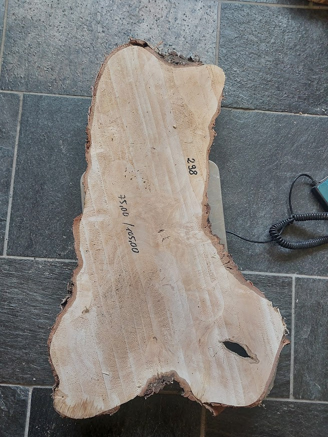 Baumscheibe Birke, Exemplar 298