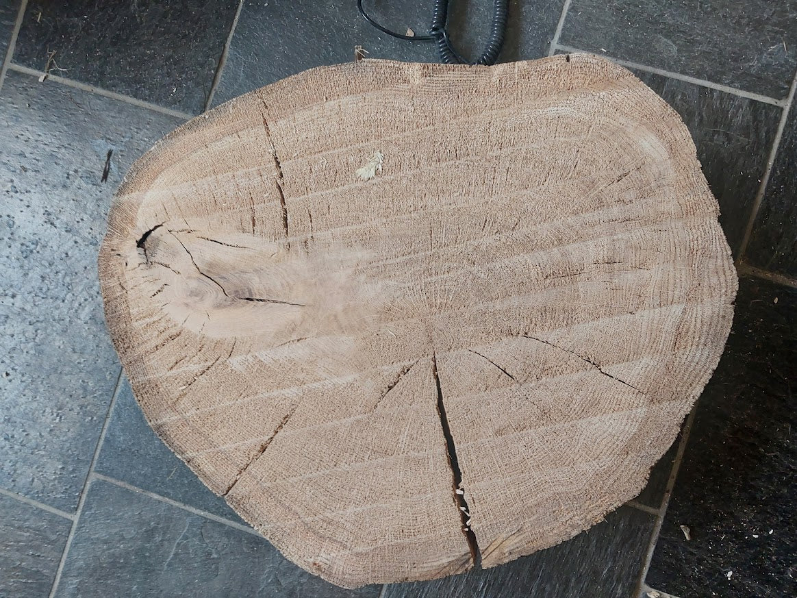 Baumscheibe Eiche, Exemplar 280