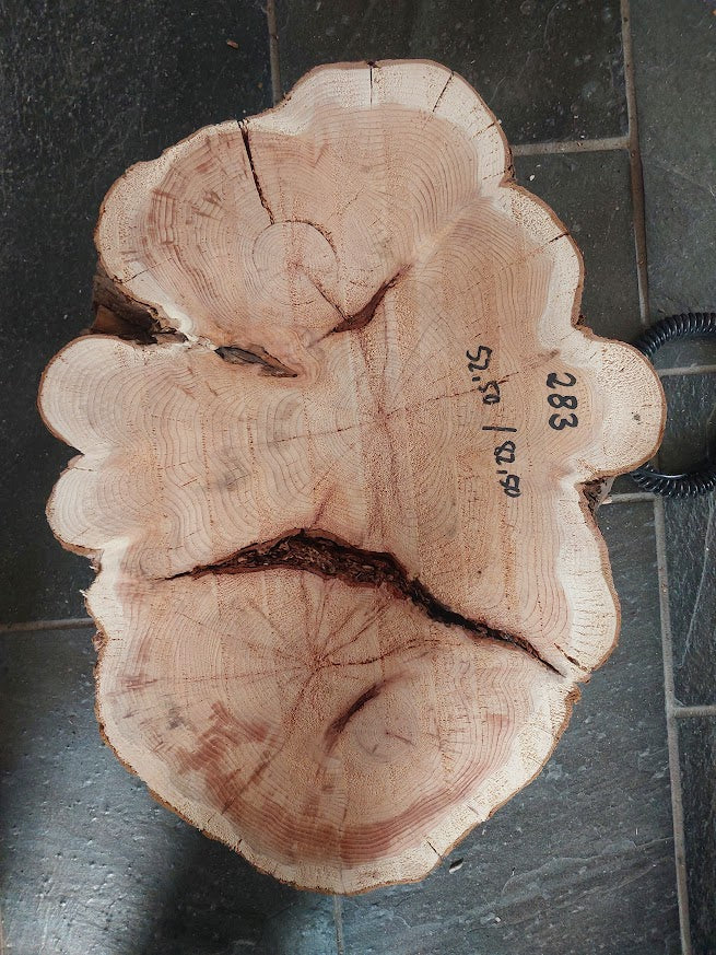 Baumscheibe Eibe, Exemplar 283