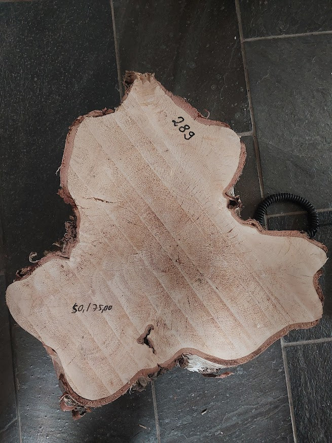 Baumscheibe Birke, Exemplar 289