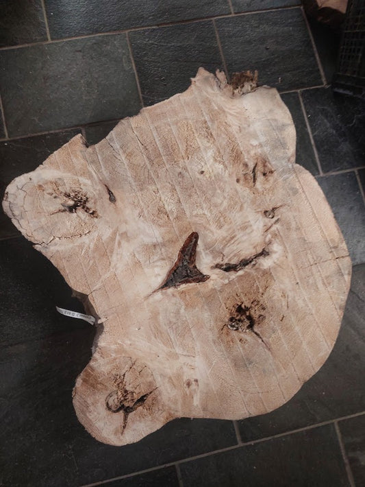 Baumscheibe Pappel, Exemplar 305