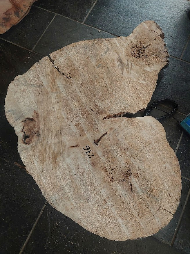 Baumscheibe Pappel, Exemplar 276