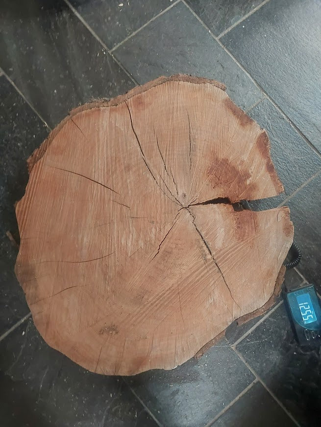 Baumscheibe Kirsche, Exemplar 273