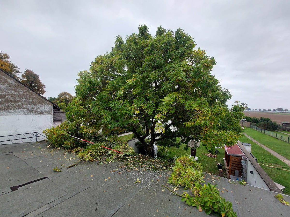 Entretien des arbres