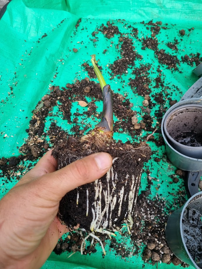 Taro feuilles géantes jusqu'à 2,50 m Colocasia esculenta rhizome / tubercule germé Rareté Plante d'intérieur | Monstera | Palmier | Olivier | Bananier | Plante Rare | Urban Jungle Alocasia