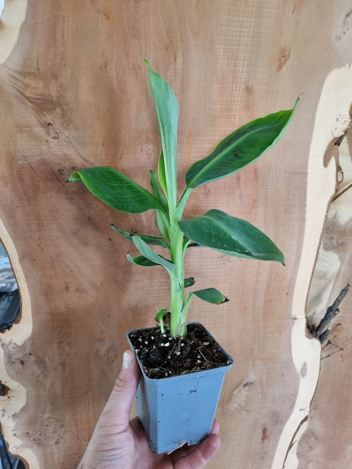 Zwergbanane Bananenpflanze Musa acuminata 'Dwarf Cavendish'