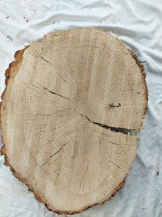 Baumscheibe Eiche, Exemplar 235
