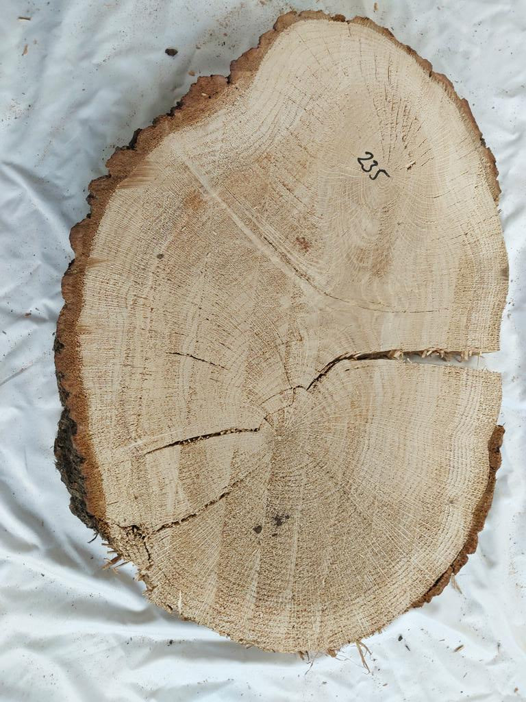 Baumscheibe Eiche, Exemplar 235