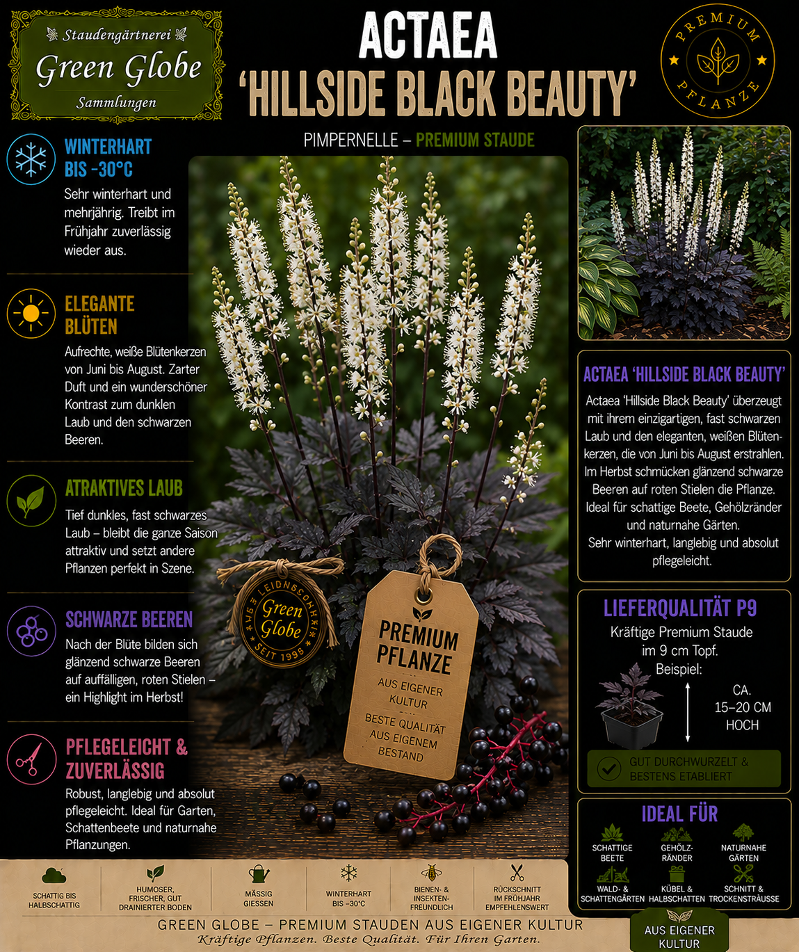 Actaea 'Hillside Black Beauty' – Rarität | Silberkerze | Dunkles Purpurlaub | Duftende Blüten | Winterhart | Premium P9
