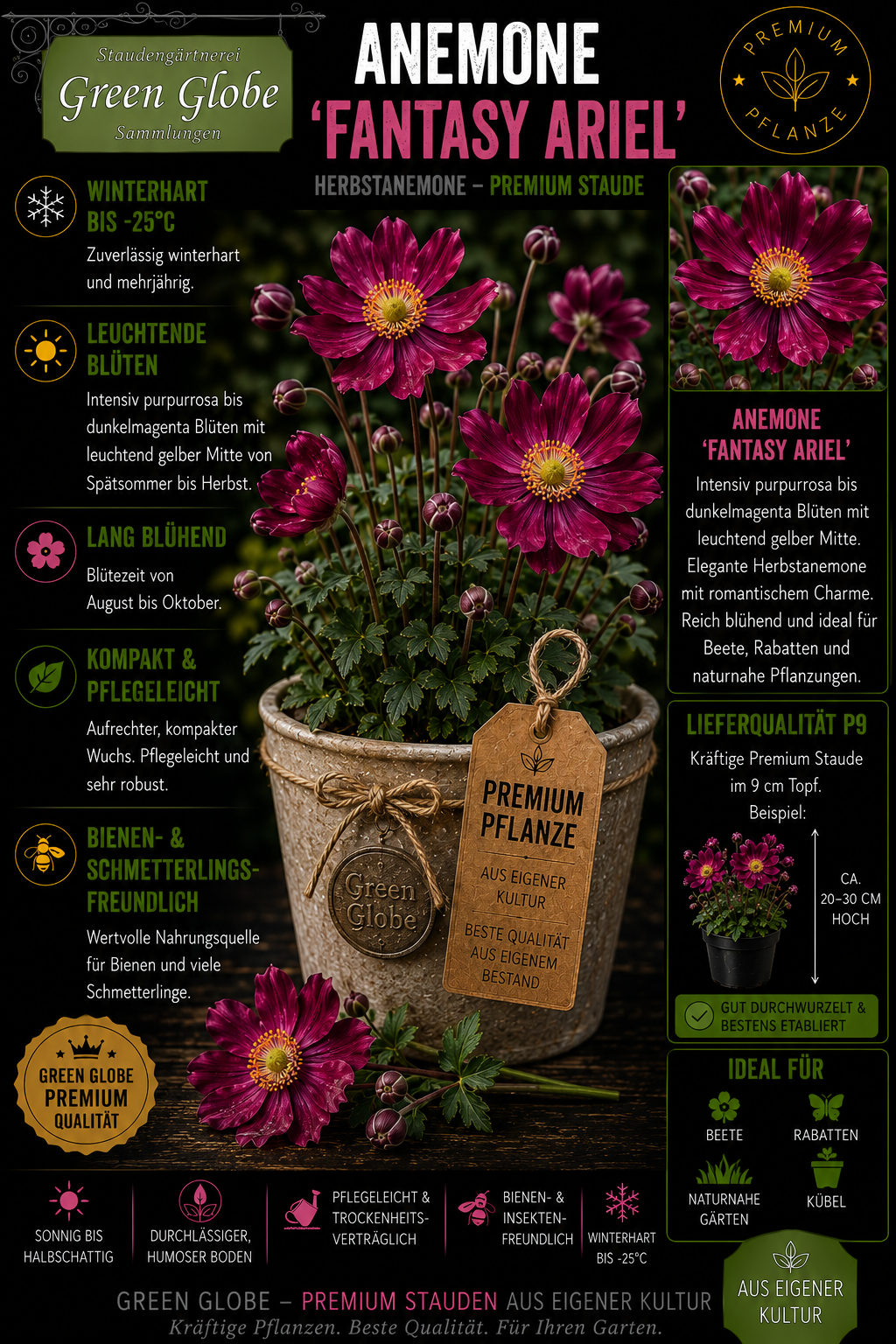 Anemone 'Fantasy Ariel' – Rarität | Herbst-Anemone | Winterhart | Lange Blüte | Bienenfreundlich | Premium P9