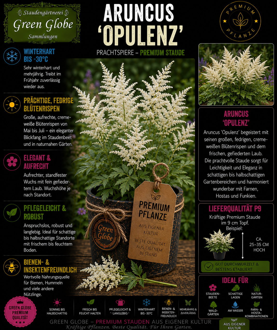 Aruncus 'Opulenz' – Rarität | Wald-Geißbart | Prächtige cremeweiße Blütenrispen | Winterhart | Bienenfreundlich | Premium P9