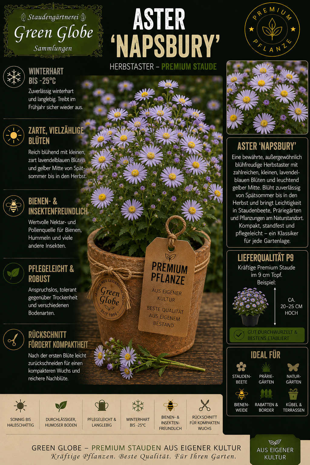 Aster 'Napsbury' – Rarität | Herbstaster | Zart violettblaue Blüten | Winterhart | Bienenfreundlich | Premium P9