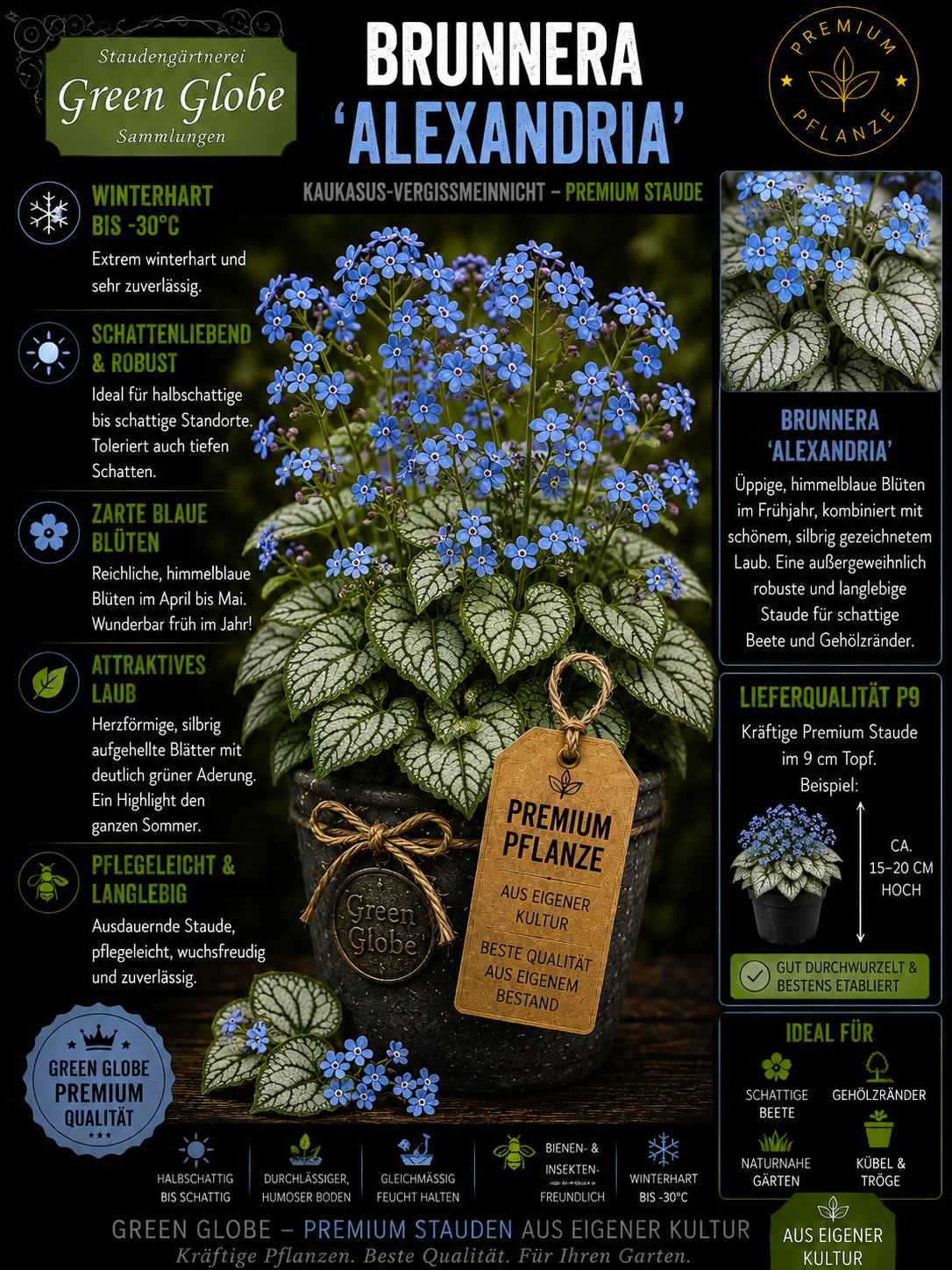 Brunnera 'Alexandria' – Rarität | Kaukasus-Vergissmeinnicht | Silberlaub | Winterhart | Premium P9