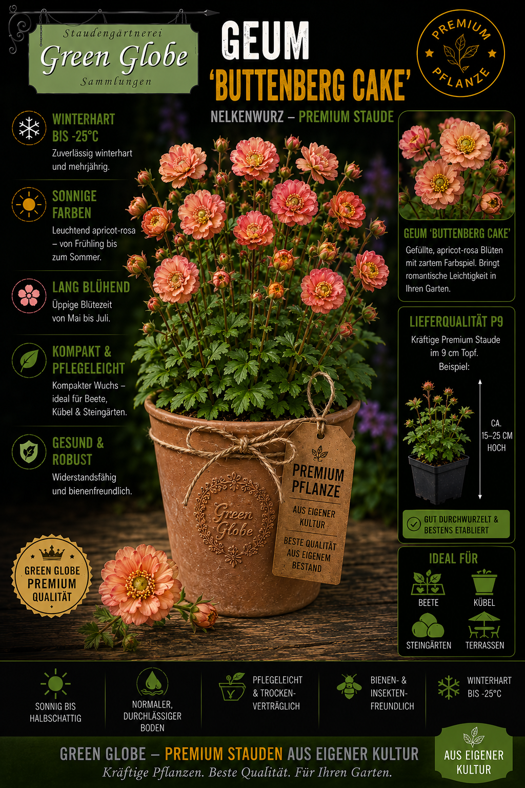 Geum 'Buttenberg Cake' | Seltene Nelkenwurz-Rarität | Winterhart | Lange Blüte | Bienenfreundlich | P9
