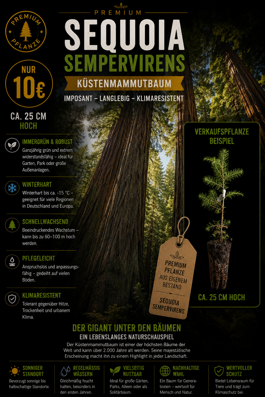 Sequoia sempervirens Küstenmammutbaum
