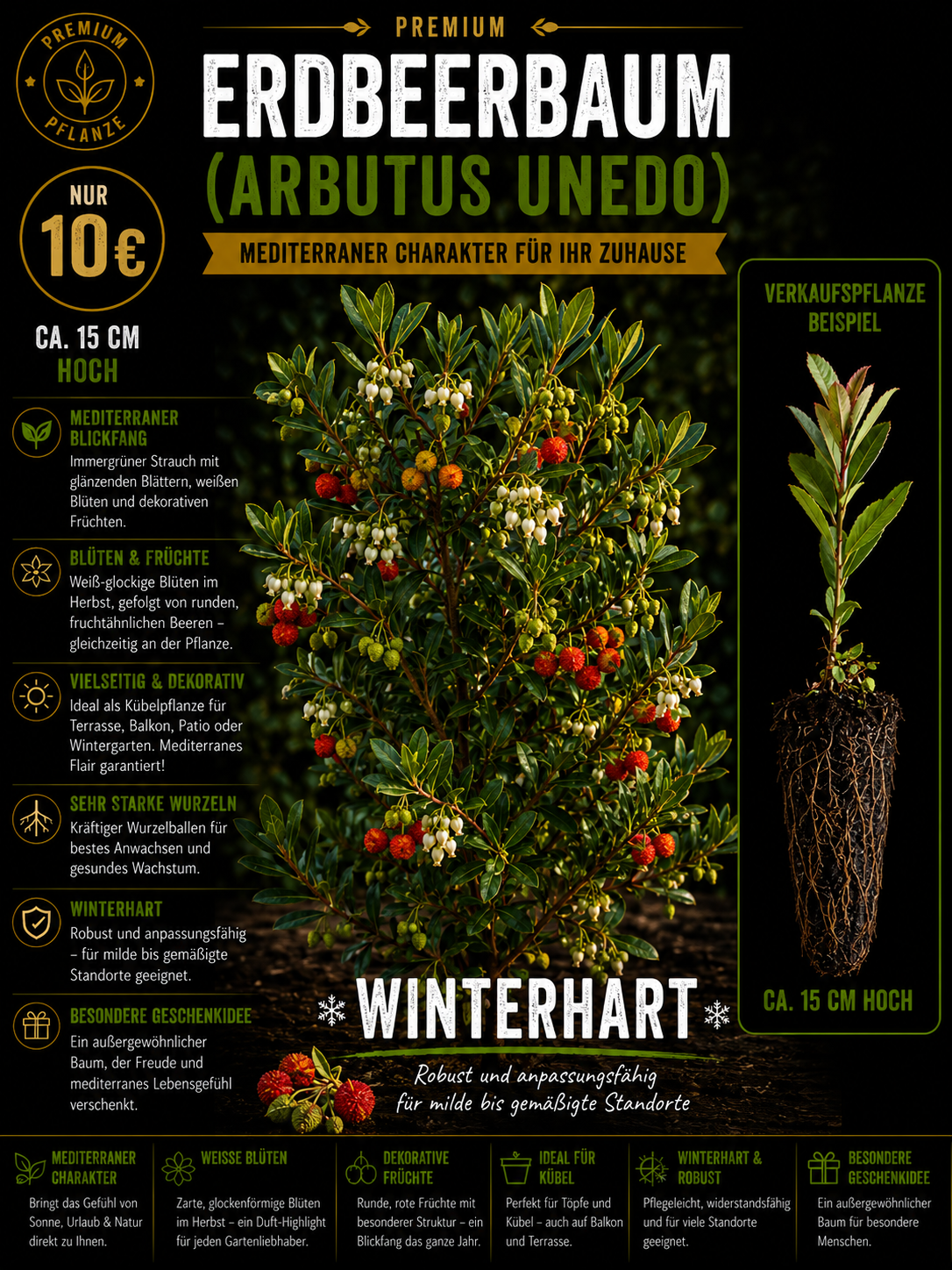 Arbutus unedo Erdbeerbaum