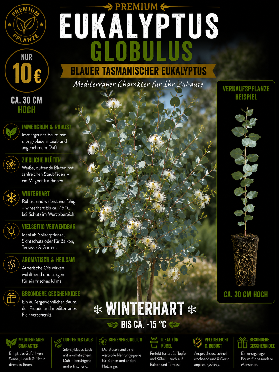 Eucalyptus globulus