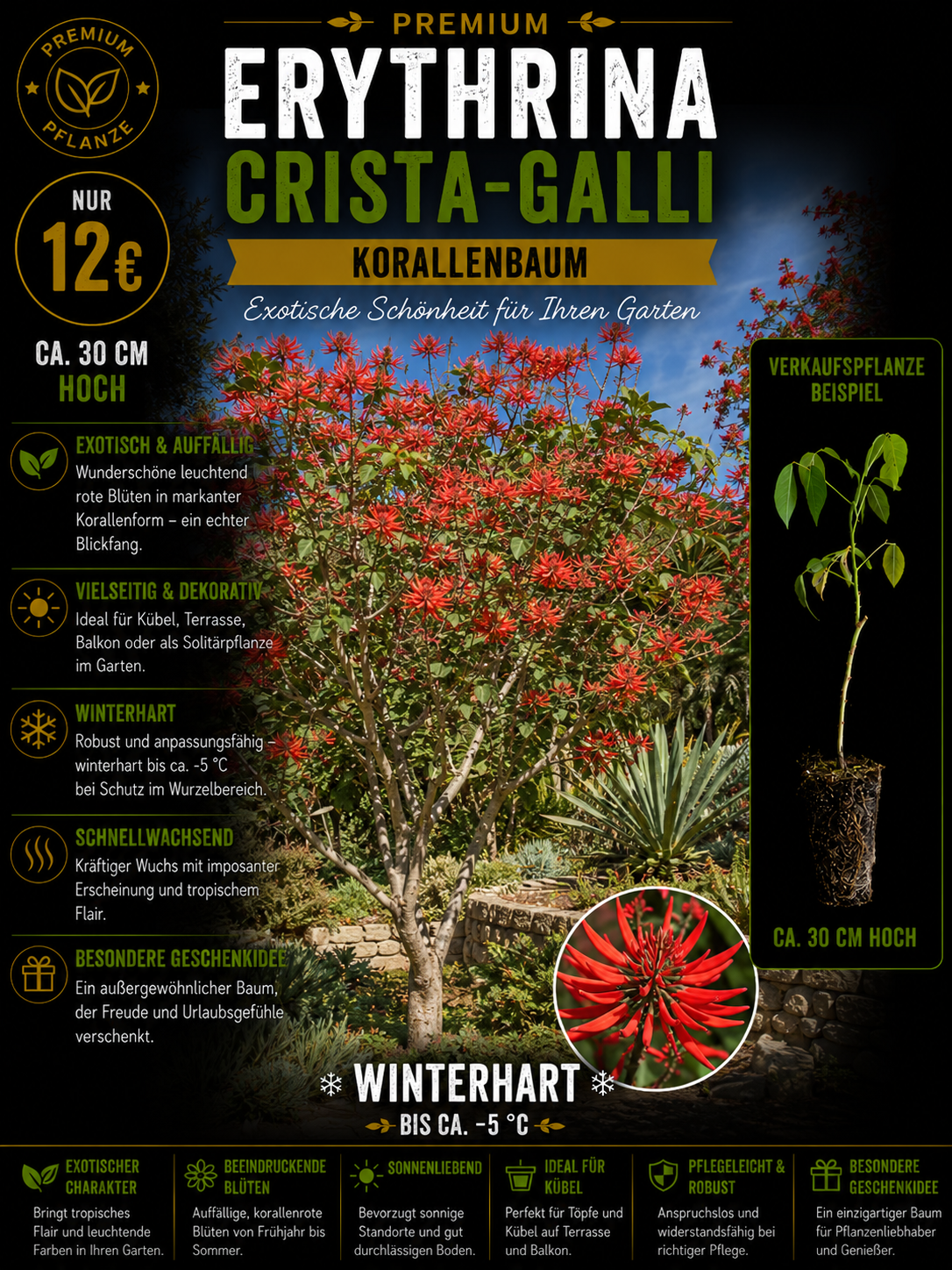 Erythrina crista-galli