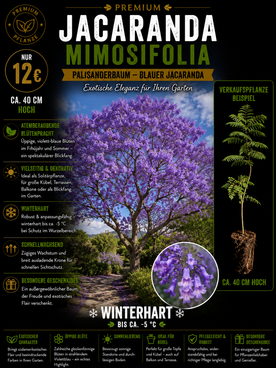 Jacaranda mimosifolia
