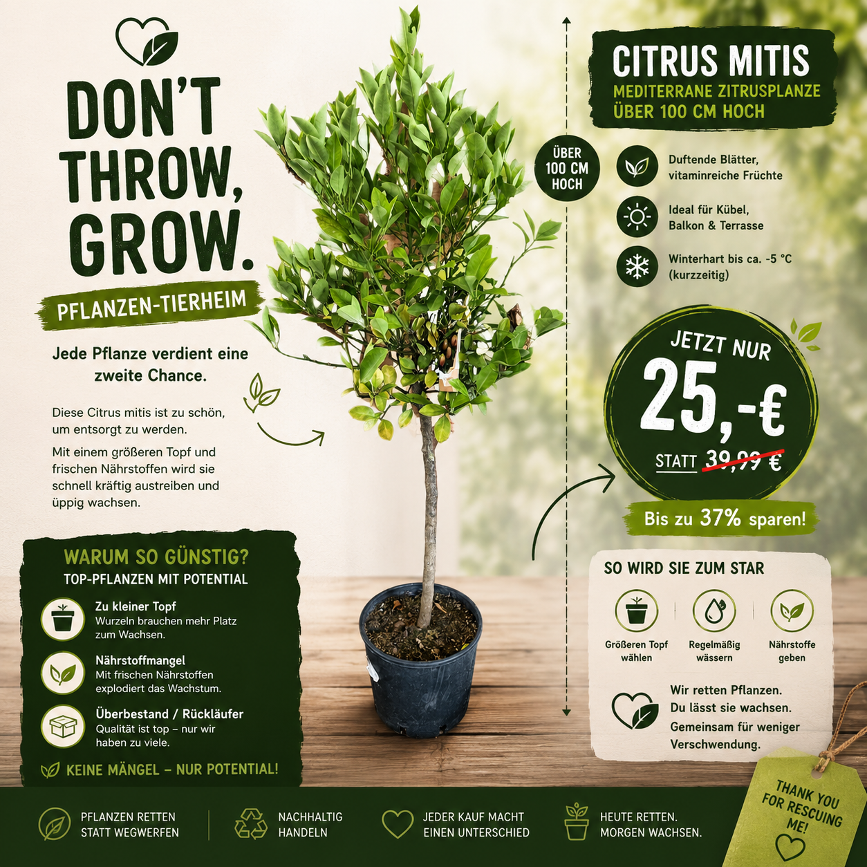 Calamondinorange Citrus mitis +100 cm