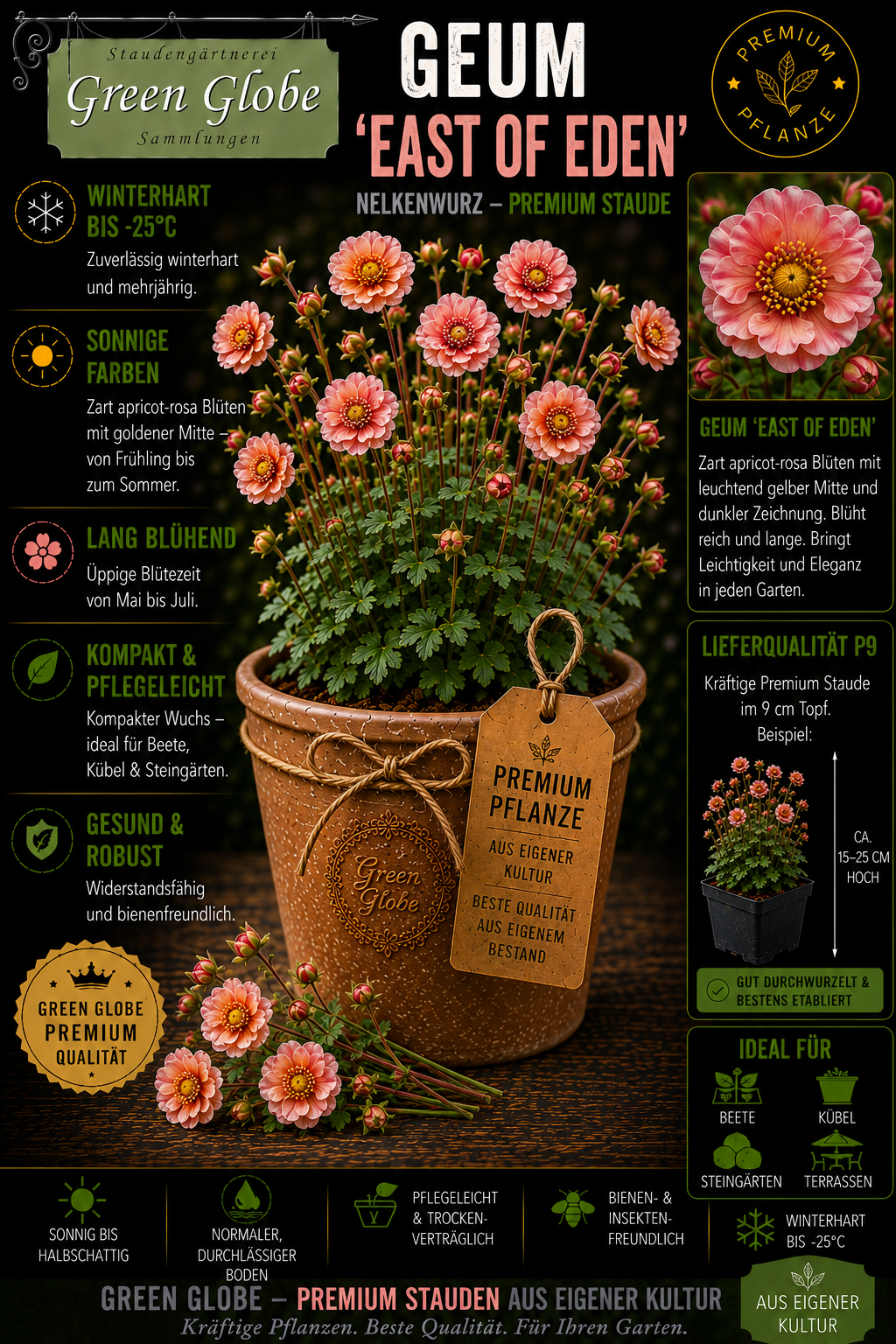 Geum 'East of Eden' – Rarität | Winterharte Nelkenwurz | Elegante Blüten | Bienenfreundlich | Premium P9