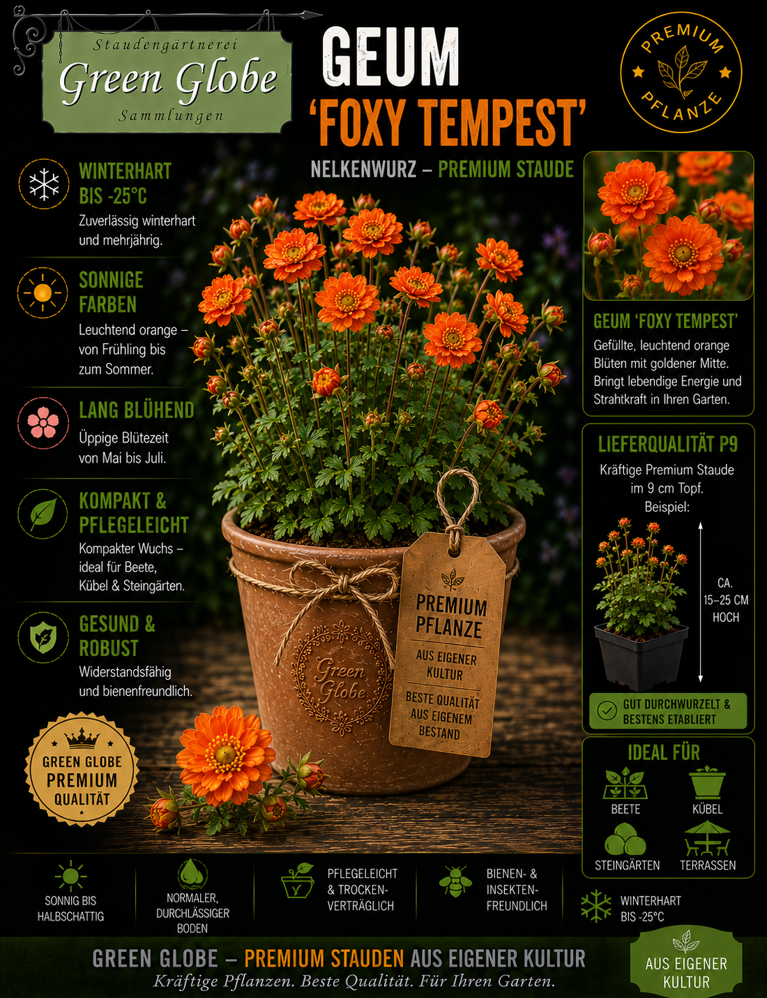 Geum 'Foxy Tempest' – Rarität | Winterharte Nelkenwurz | Leuchtende Blüten | Bienenfreundlich | Premium P9