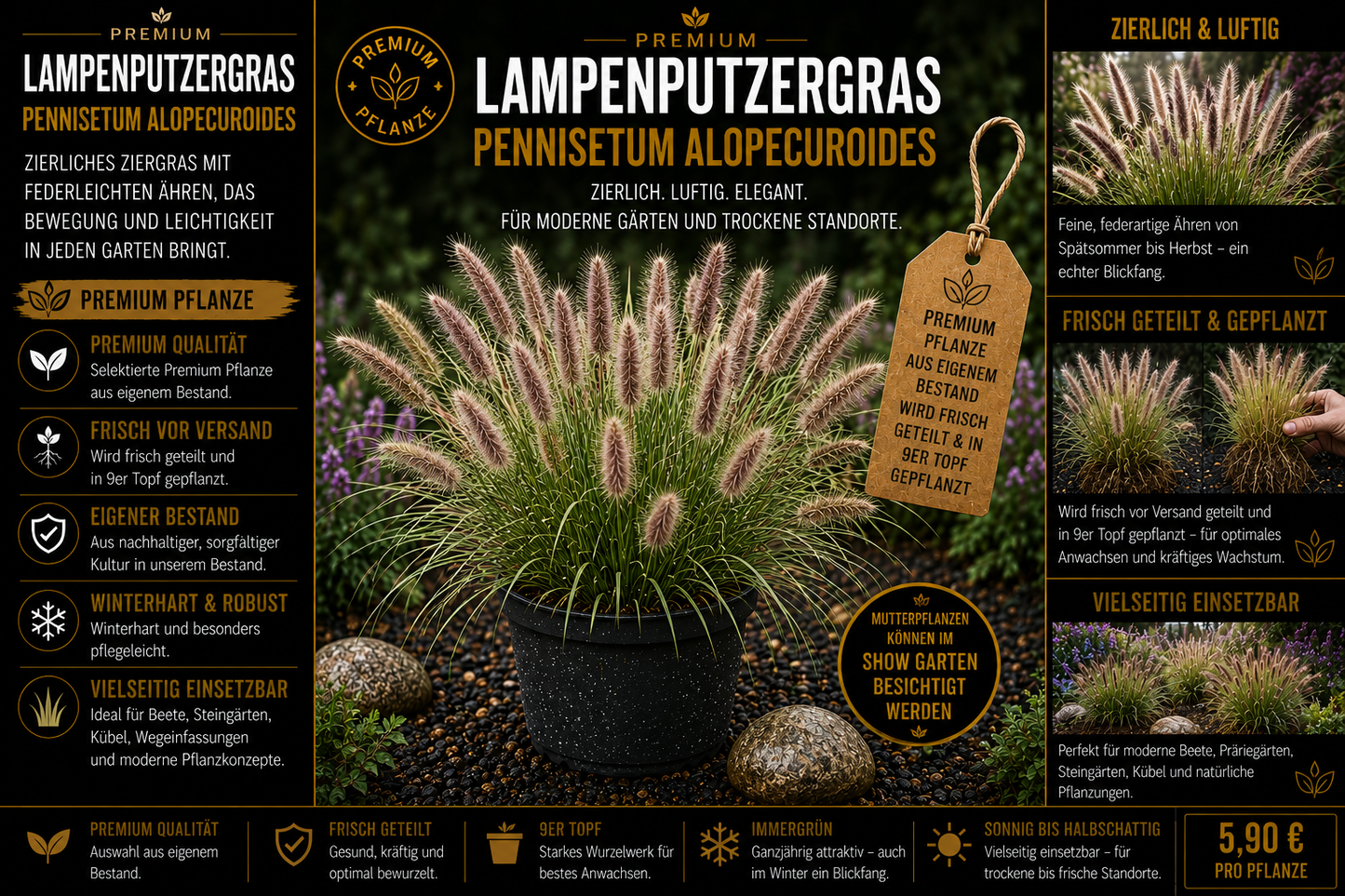 Lampenputzergras (Pennisetum alopecuroides) – Premium Pflanze im 9er Topf
