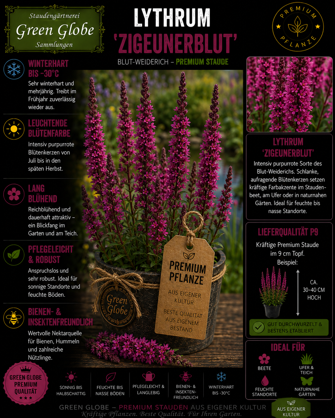Lythrum 'Zigeunerblut' – Rarität | Blut-Weiderich | Purpurrote Blüten | Winterhart | Bienenfreundlich | Premium P9
