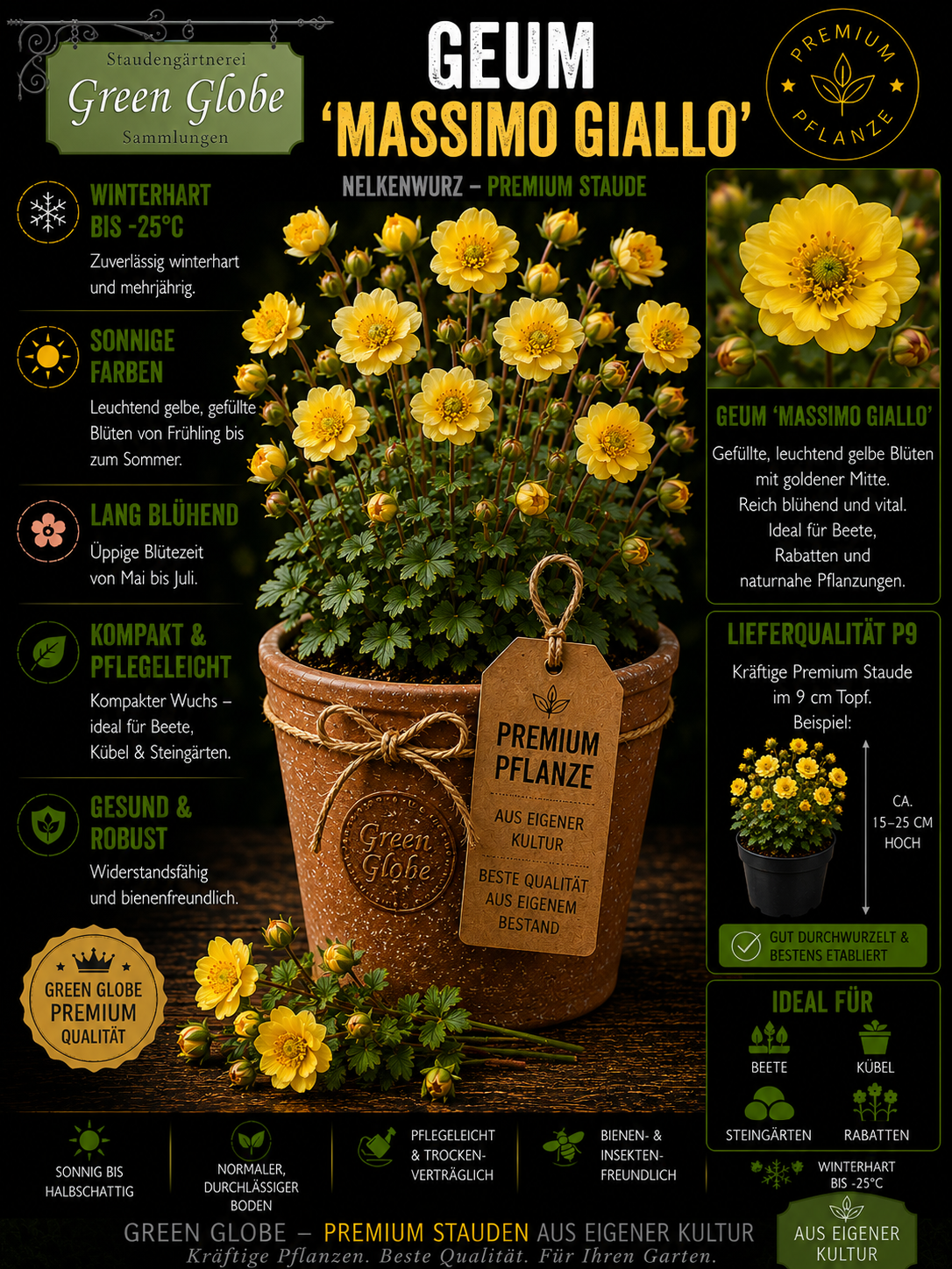 Geum 'Massimo Giallo' – Rarität | Winterharte Nelkenwurz | Leuchtend goldgelbe Blüten | Bienenfreundlich | Premium P9