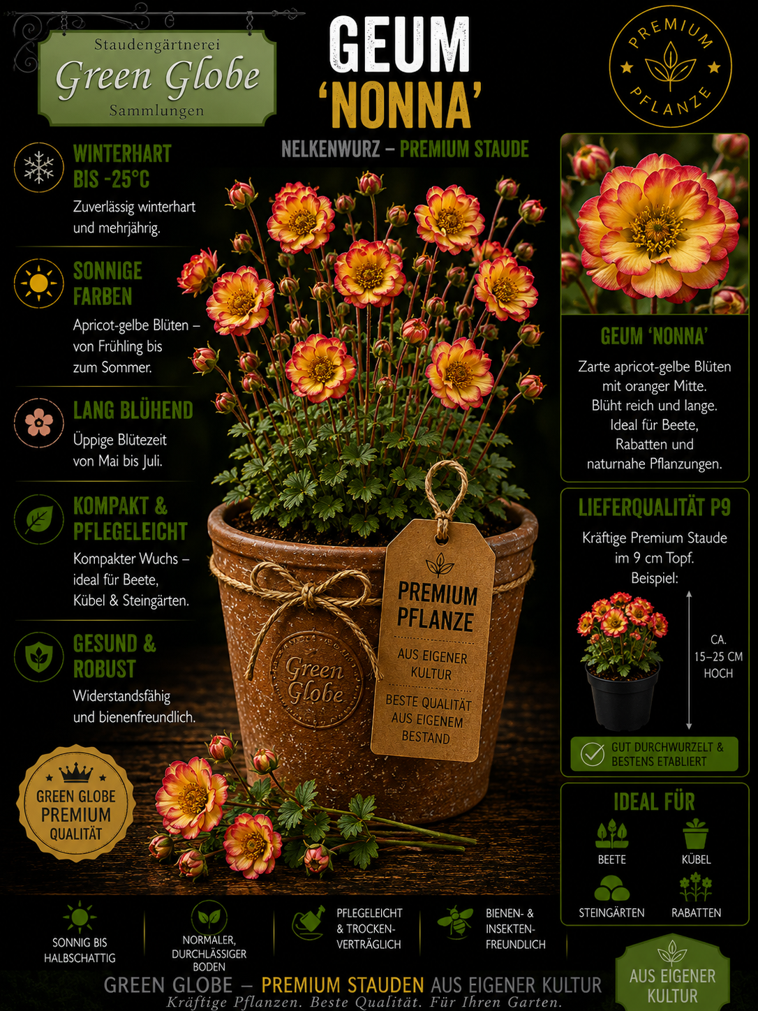 Geum 'Nonna' – Rarität | Winterharte Nelkenwurz | Elegante Blüten | Bienenfreundlich | Premium P9