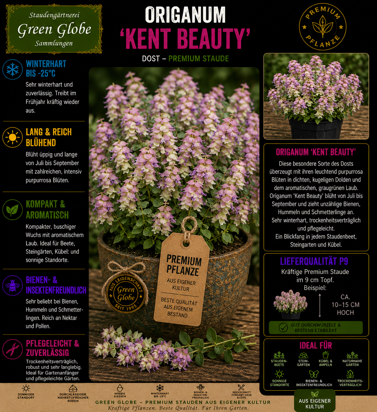 Origanum 'Kent Beauty' – Rarität | Zier-Oregano | Rosa Blüten & dekorative Hochblätter | Winterhart | Bienenfreundlich | Premium P9