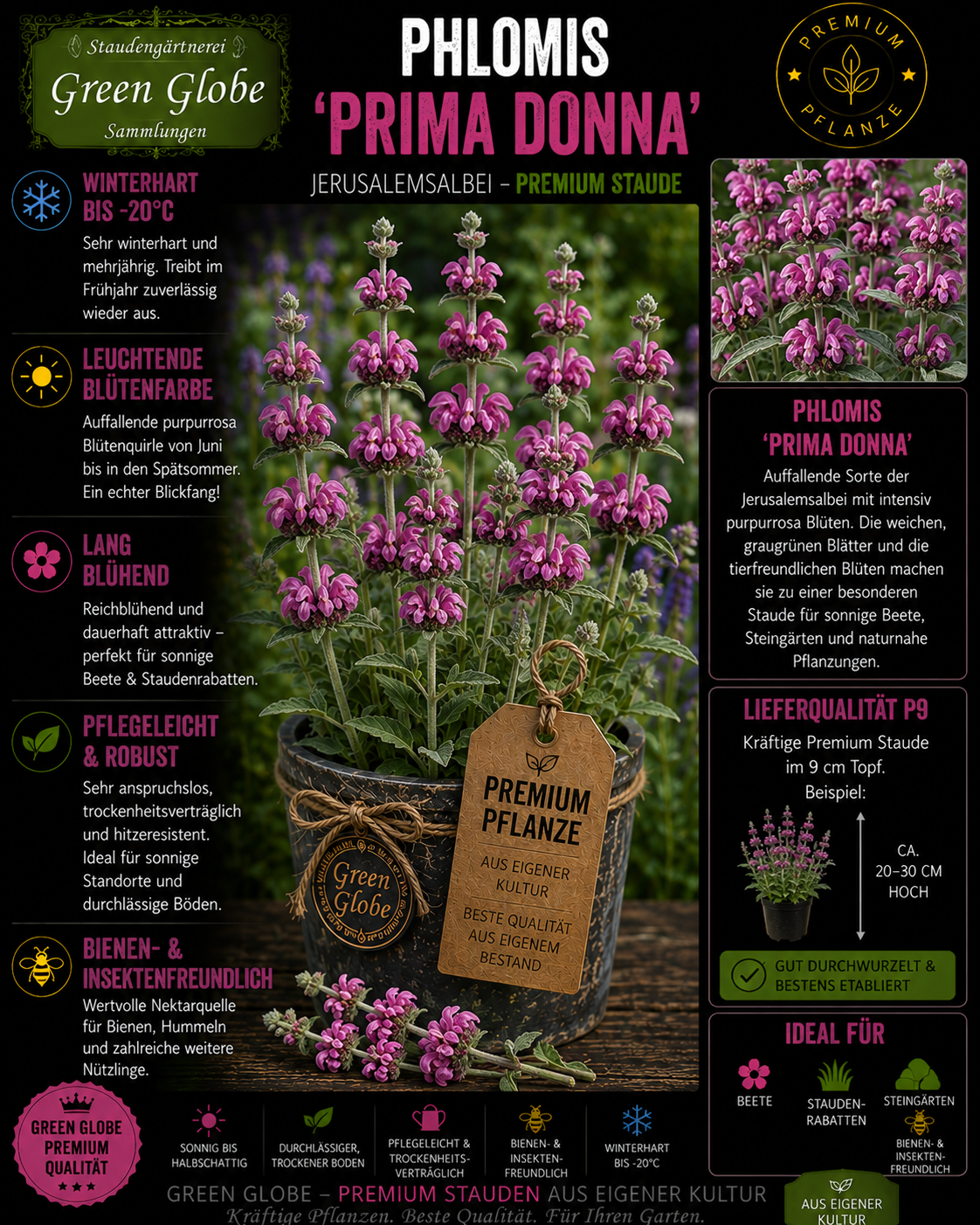 Phlomis 'Prima Donna' – Rarität | Brandkraut | Rosa Blüten | Winterhart | Bienenfreundlich | Premium P9