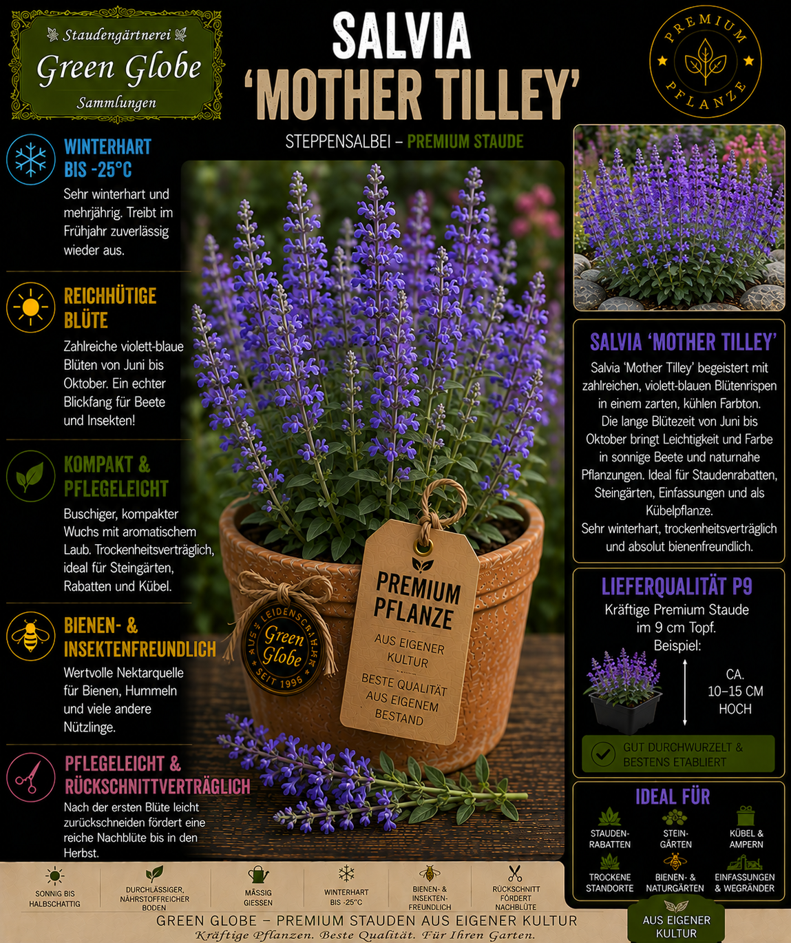 Salvia 'Mother Tilley' – Rarität | Ziersalbei | Violettblaue Blüten | Winterhart | Bienenfreundlich | Premium P9