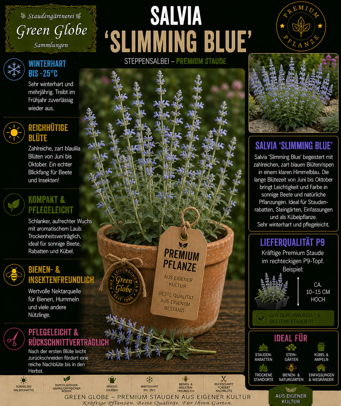Salvia 'Slimming Blue' – Rarität | Ziersalbei | Tiefblaue Blüten | Winterhart | Bienenfreundlich | Premium P9