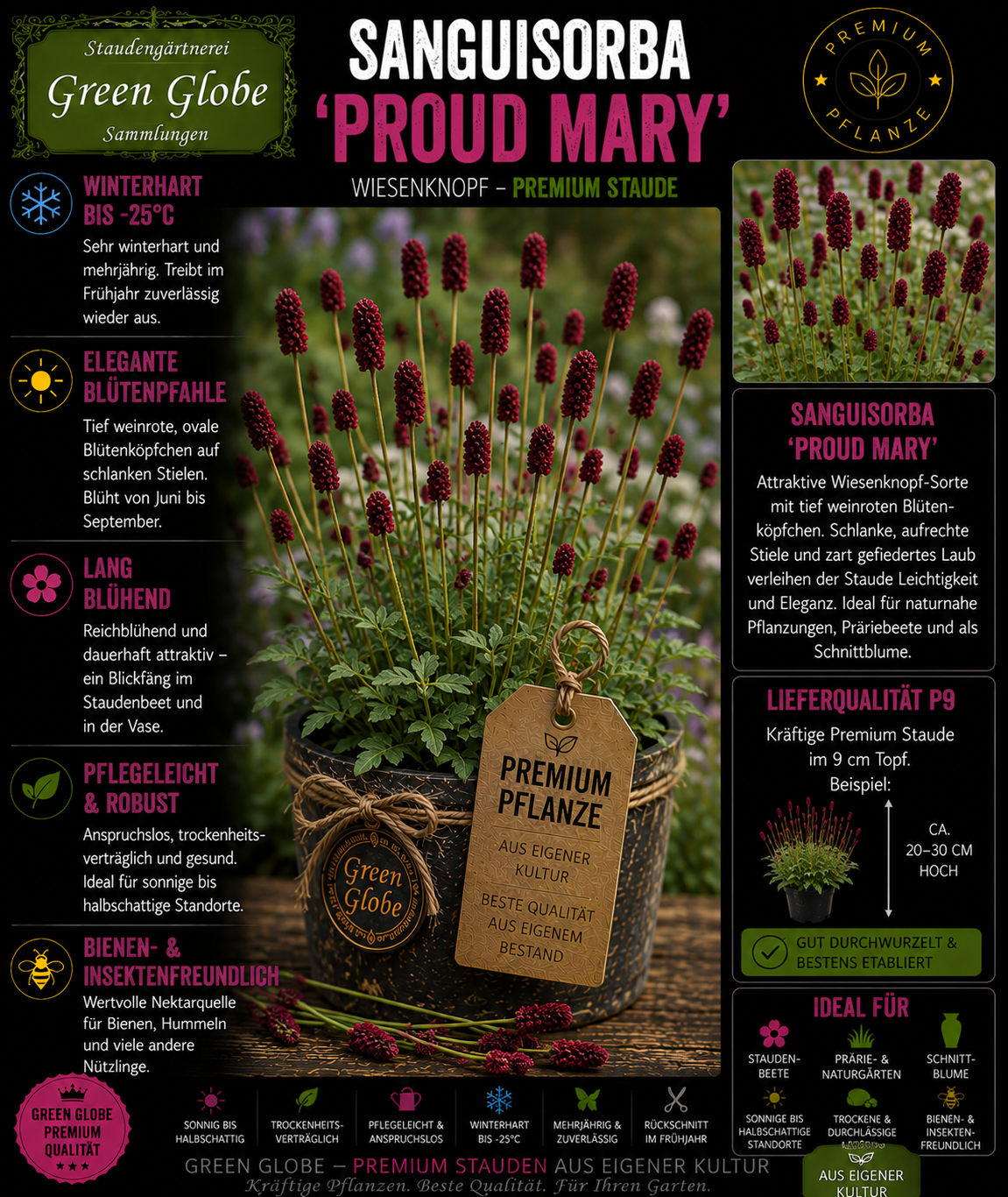 Sanguisorba 'Proud Mary' – Rarität | Wiesenknopf | Elegante purpurrote Blüten | Winterhart | Bienenfreundlich | Premium P9