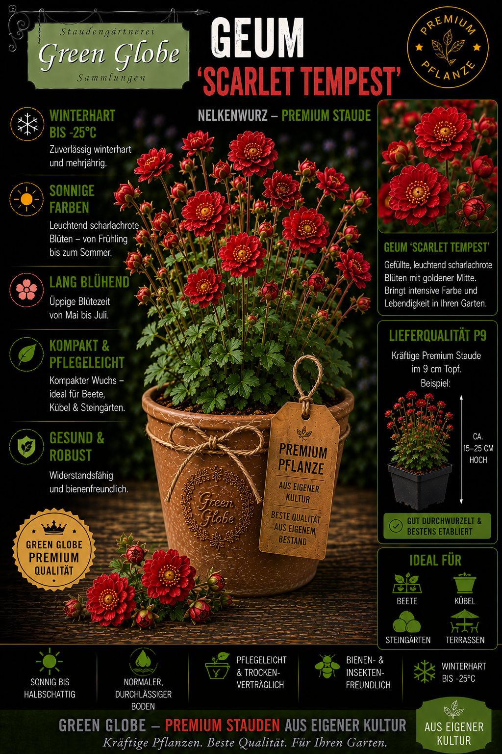 Geum 'Scarlet Tempest' – Rarität | Winterharte Nelkenwurz | Leuchtend scharlachrote Blüten | Bienenfreundlich | Premium P9