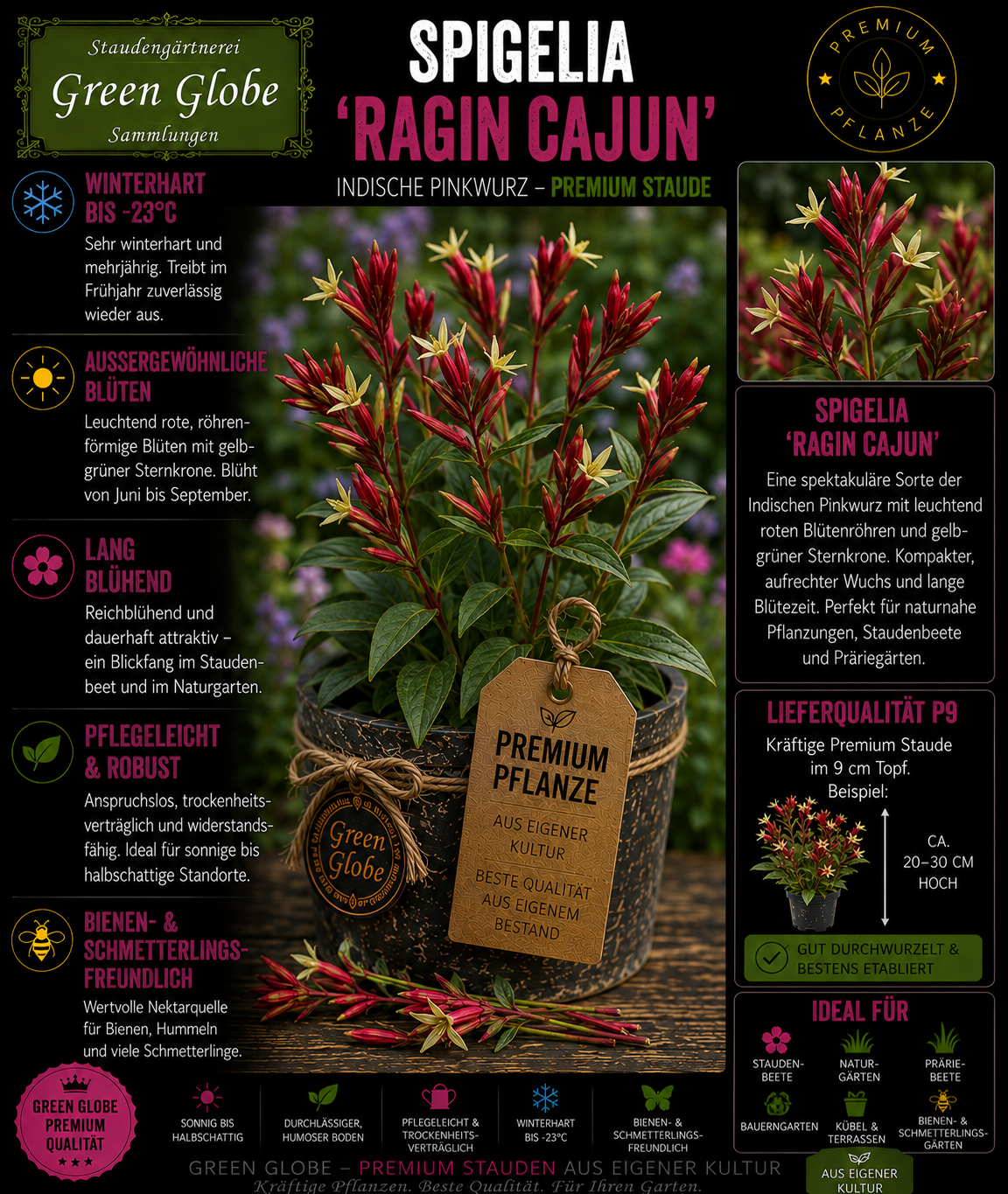 Spigelia 'Ragin Cajun' – Rarität | Indianernelke | Exotische rot-gelbe Blüten | Winterhart | Kolibriblume | Premium P9