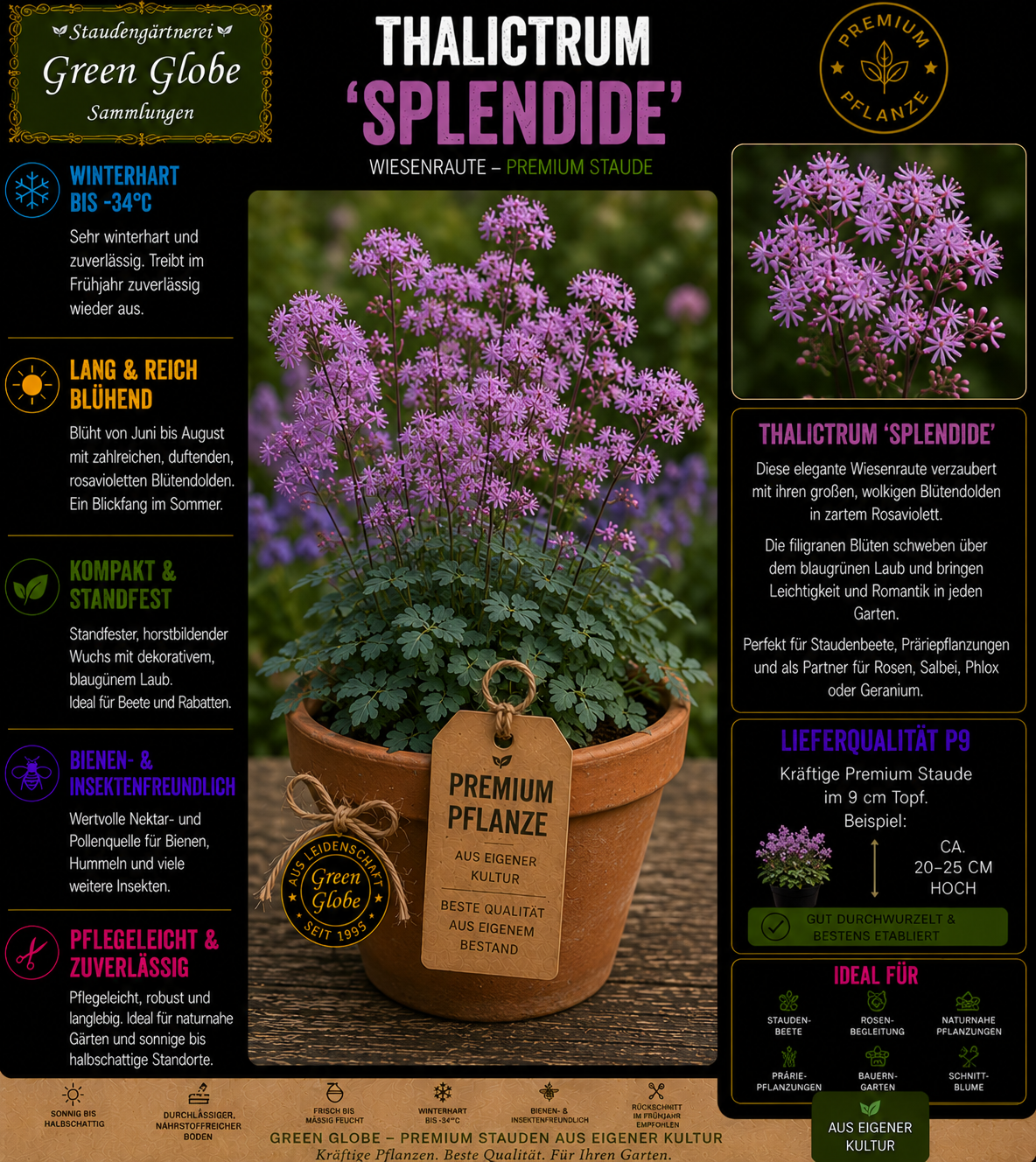 Thalictrum 'Splendide' – Rarität | Wiesenraute | Filigrane violettrosa Blütenwolken | Winterhart | Bienenfreundlich | Premium P9