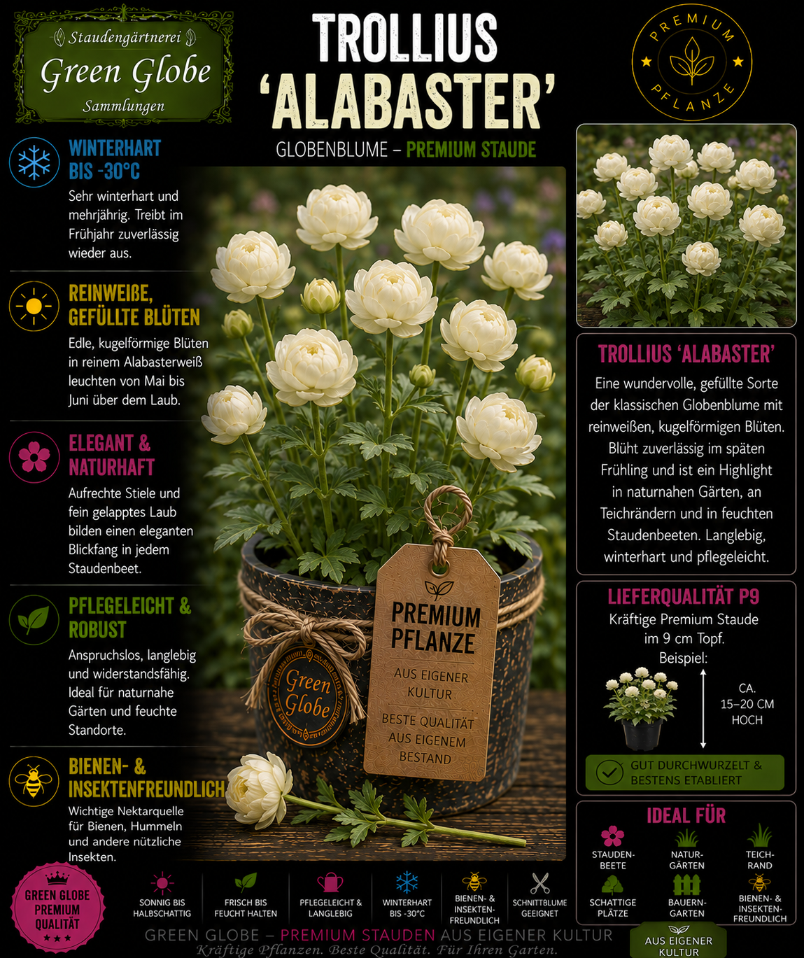 Trollius 'Alabaster' – Rarität | Trollblume | Cremeweiße Blüten | Winterhart | Bienenfreundlich | Premium P9