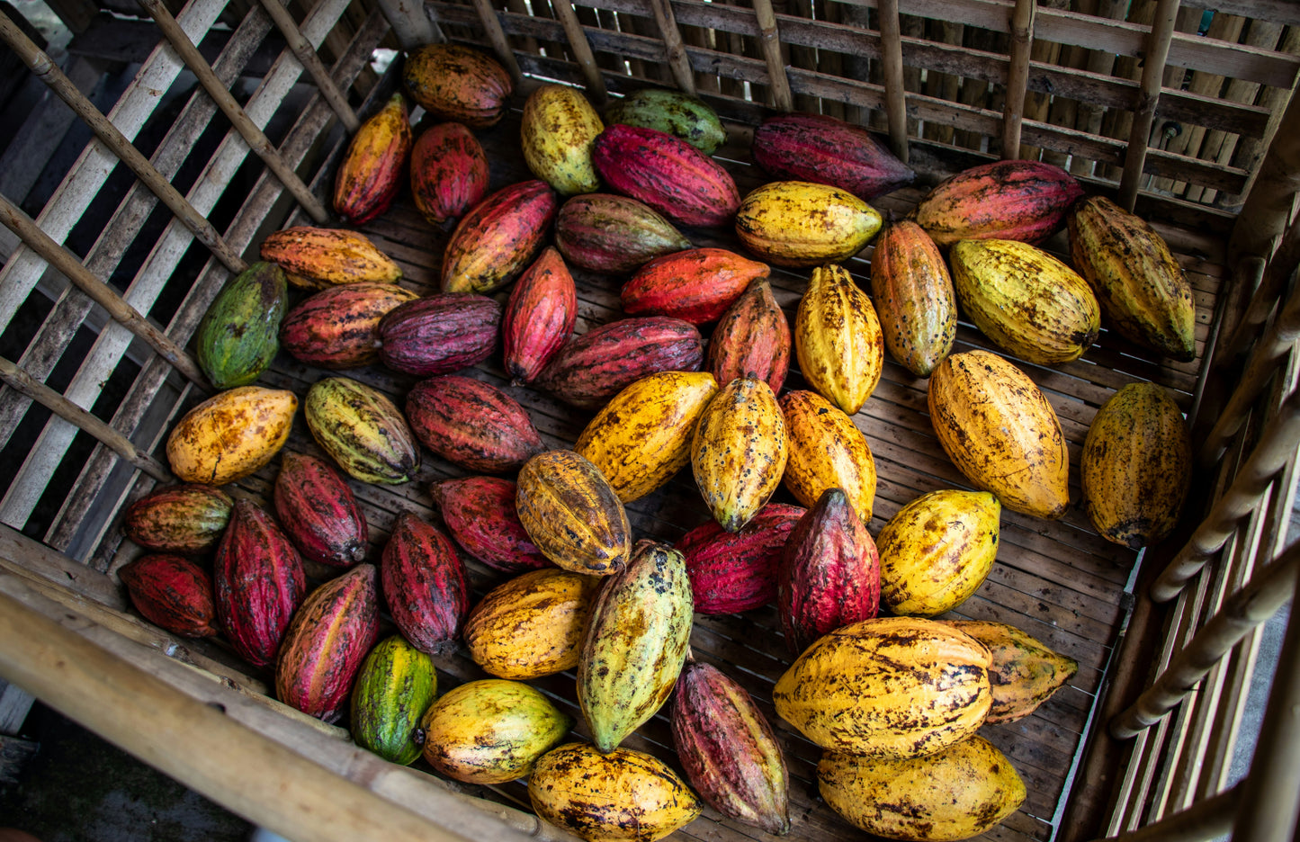 Echter Kakao Theobroma cacao gekeimte Samen Rarität Zimmerpflanze