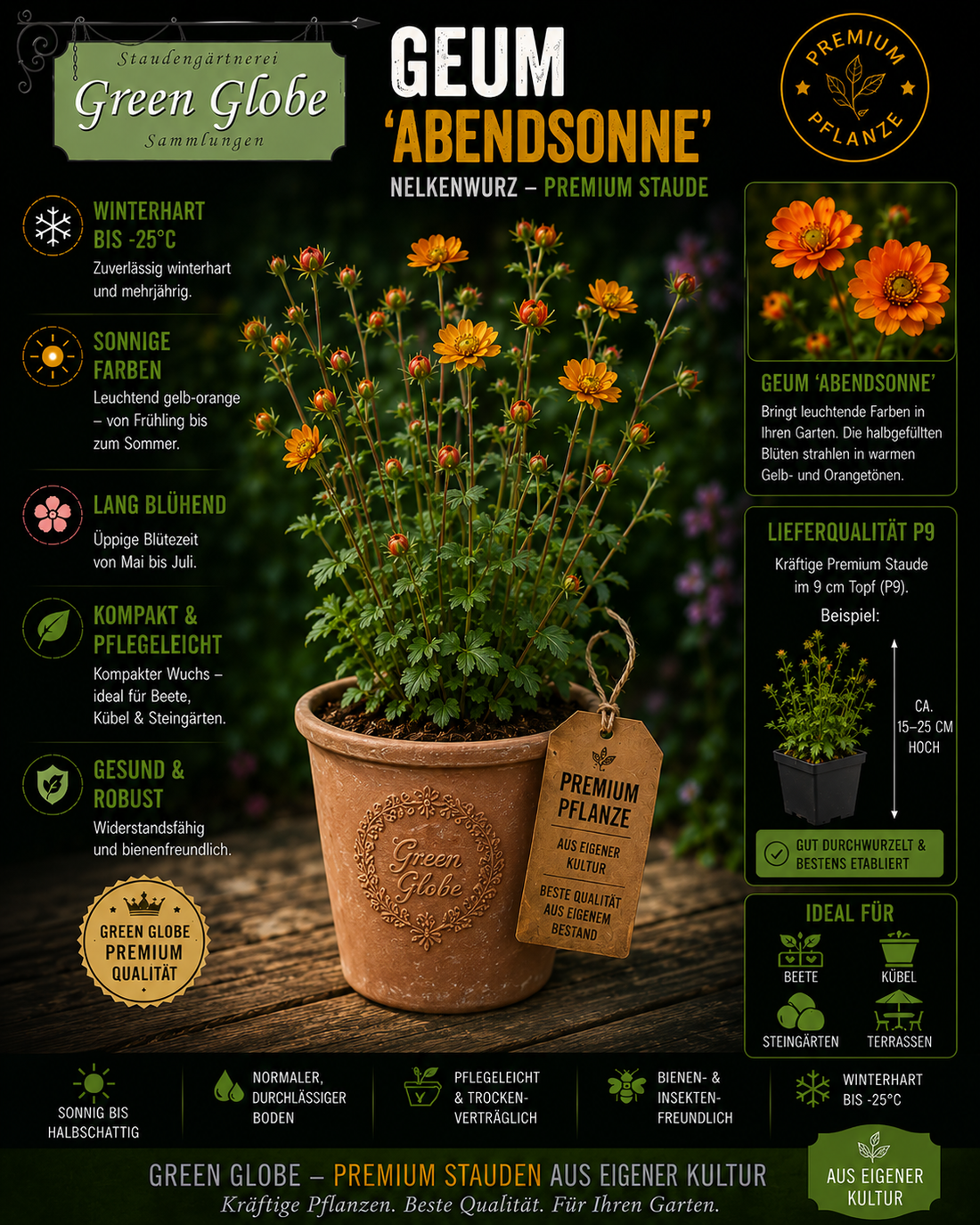 Geum Abendsonne – Nelkenwurz mit orangefarbenen Blüten