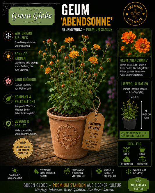 Geum Abendsonne – Nelkenwurz mit orangefarbenen Blüten
