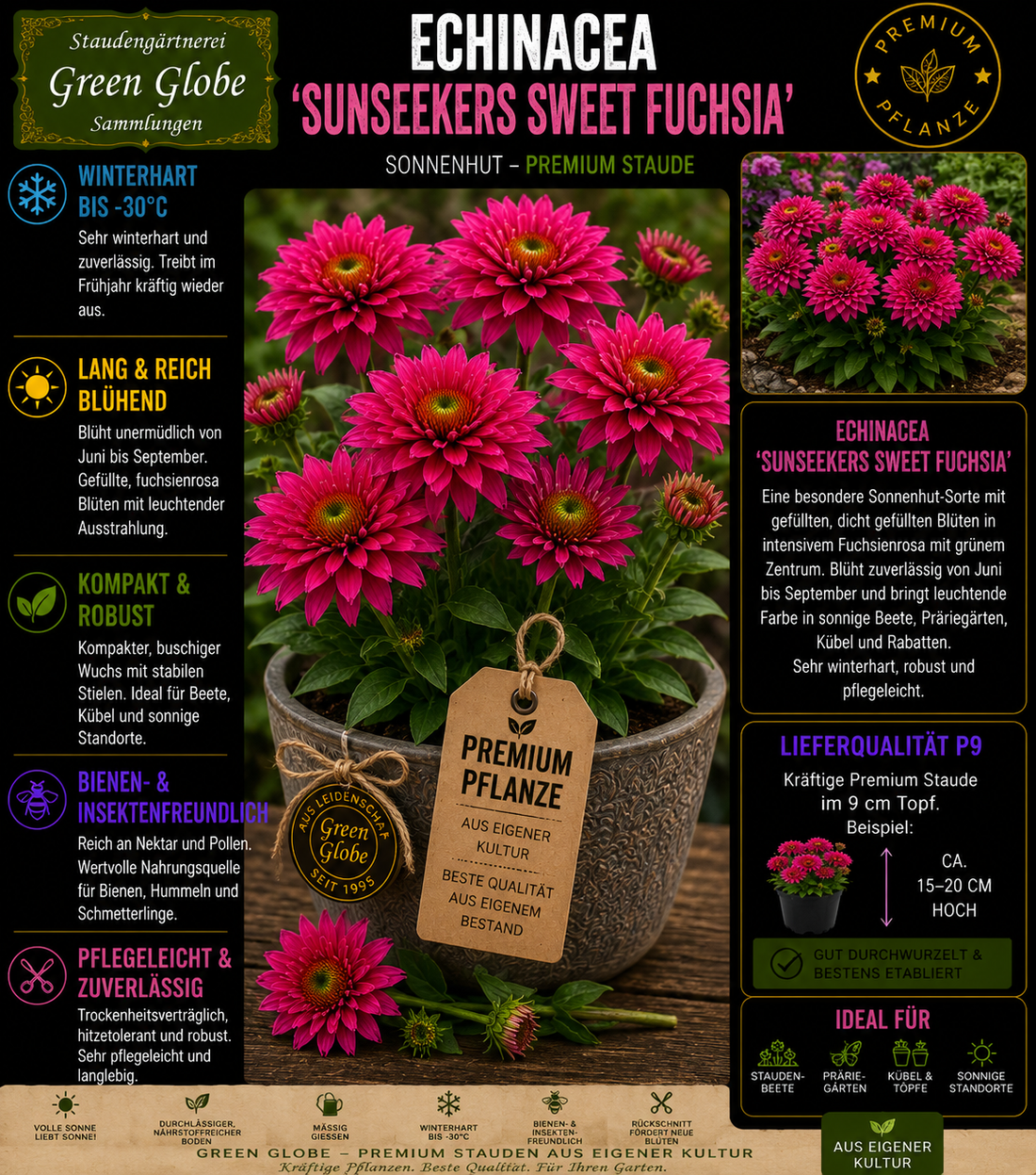 Winterharte Staude Echinacea mit kräftiger Blüte