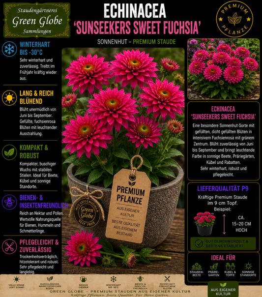 Winterharte Staude Echinacea mit kräftiger Blüte