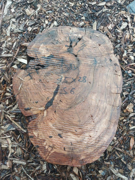 Baumscheibe Olive 13