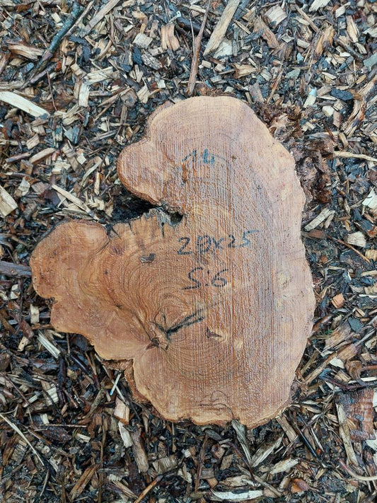 Baumscheibe Olive 14