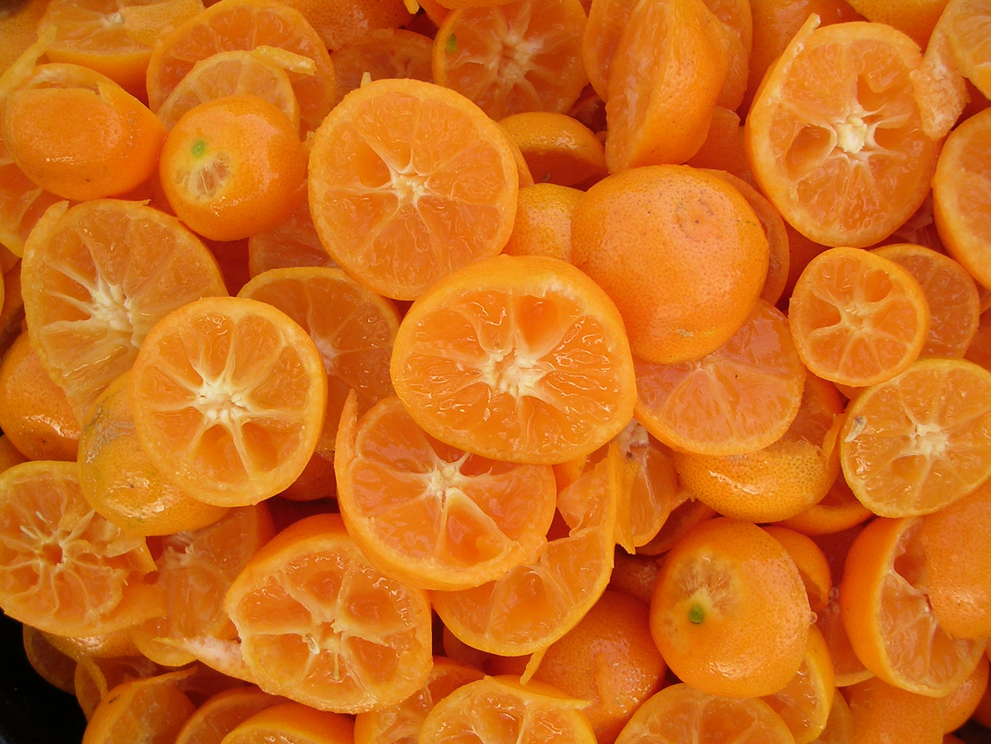 Calamondinorange Citrus mitis +100 cm